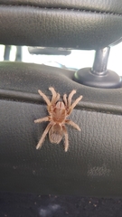 Acanthoscurria natalensis