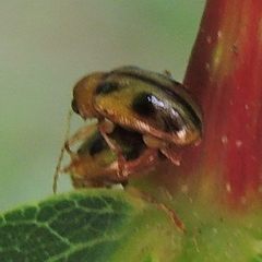 Paria opacicollis