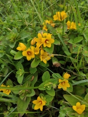 Lysimachia congestiflora