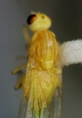 Chyromya