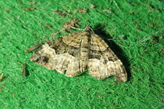 Xanthorhoe biriviata