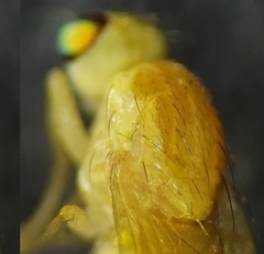 Chyromya