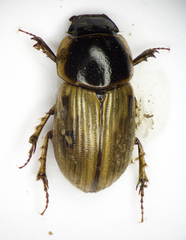 Melinopterus sphacelatus