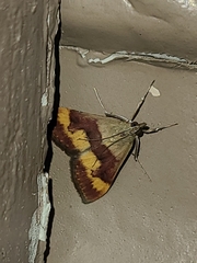 Pyrausta flavofascialis
