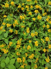 Lysimachia congestiflora