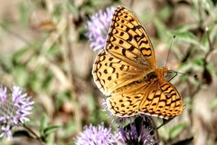 Speyeria coronis coronis