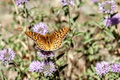 Speyeria coronis coronis