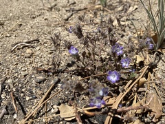 Phacelia davidsonii