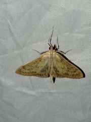 Paratalanta pandalis