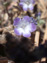 Phacelia davidsonii