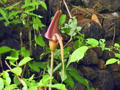 Amorphophallus commutatus