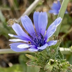 Cichorium endivia