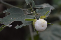 Malvaviscus arboreus