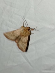 Eriopygodes imbecilla