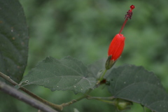 Malvaviscus arboreus