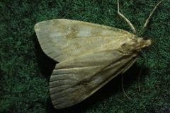 Udea olivalis