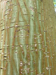 Acer davidii