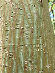 Acer davidii