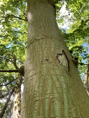Acer davidii
