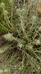 Teucrium dunense
