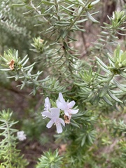 Westringia fruticosa