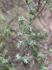 Westringia fruticosa