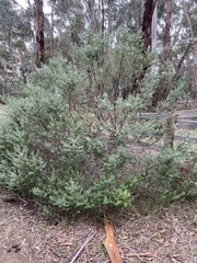 Westringia fruticosa