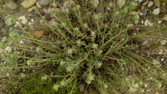 Teucrium dunense