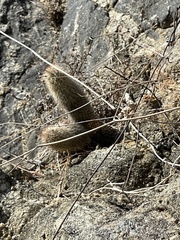 Mammillaria phitauiana