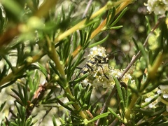 Stenostrophia tribalteata