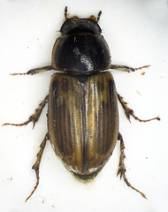 Melinopterus sphacelatus
