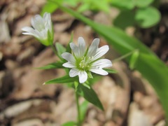 Cerastium nemorale