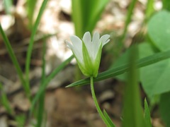 Cerastium nemorale