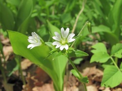 Cerastium nemorale