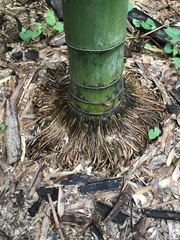 Phyllostachys edulis