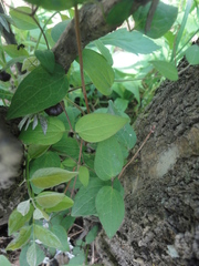 Clematis fusca