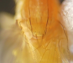 Chyromya