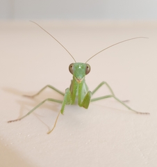 Photiomantis
