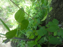 Clematis fusca
