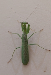 Photiomantis