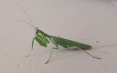 Photiomantis