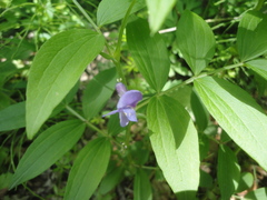 Lathyrus komarovii