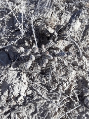 Micropuntia pulchella