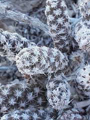 Micropuntia pulchella