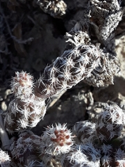 Micropuntia pulchella