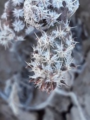 Micropuntia pulchella