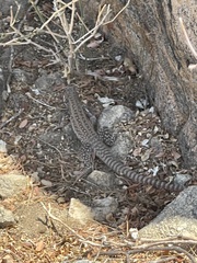 Aspidoscelis maximus