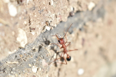 Myrmecia analis