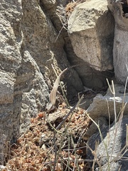 Aspidoscelis maximus