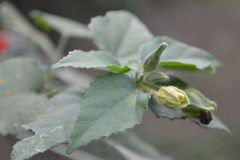 Malvaviscus arboreus